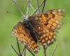 Melitaea parthenoides